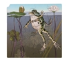 Image sur Puzzle Le cycle de la vie de la grenouille